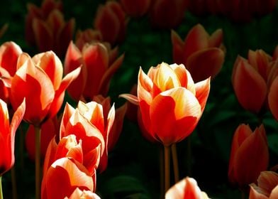 Sunshine And Orange Tulips