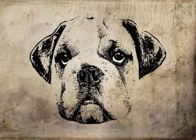 English Bulldog