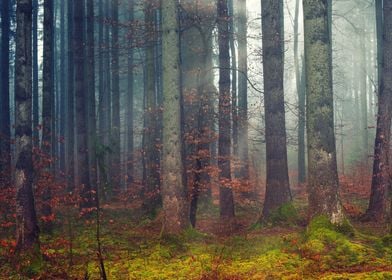 Nature Foggy Forest