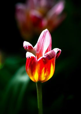 Colorful Decorative Tulip