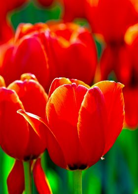 Red Tulips Festival