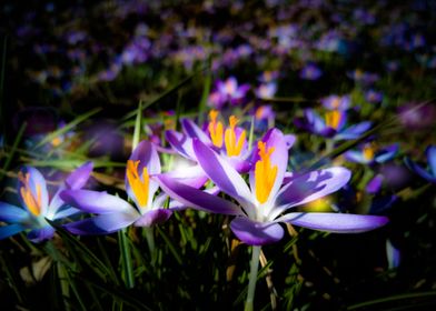 blooming purple flowers