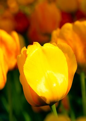 Sunlit Yellow Tulips