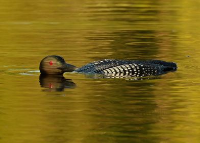 Lone Loon