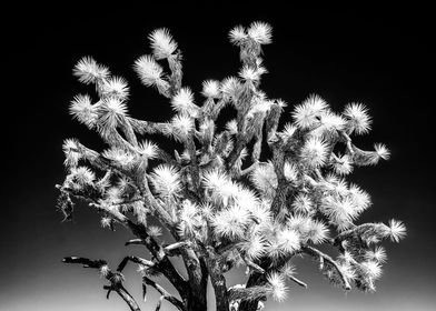 Joshua Tree Skies