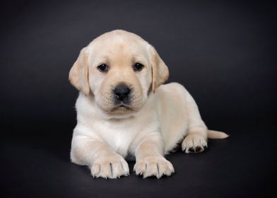 Little lab puppy