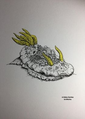 Nudibranch