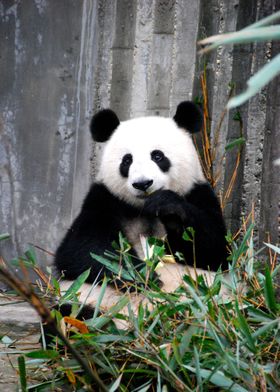 Panda 003