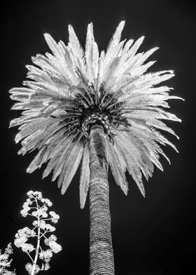 California Beach Palm