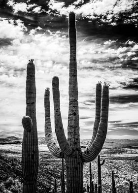 Saguaro Skies