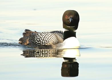 Loon Reflection