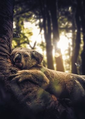 The Sleeping Koala