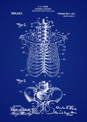 1911 Anatomical Skeleton 