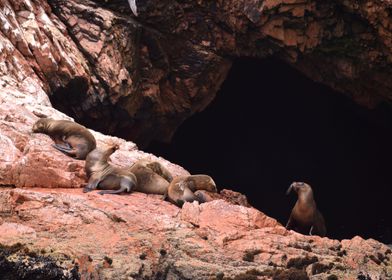 Chilling Sea Lions