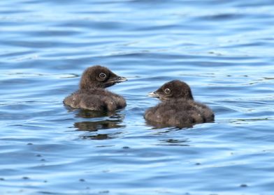 Baby Loons