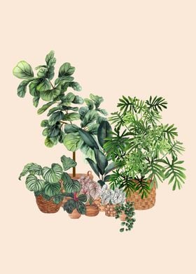 Indoor Plants 