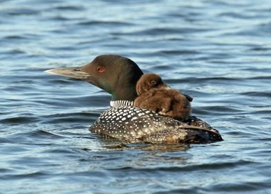 Loon Piggy Back Ride