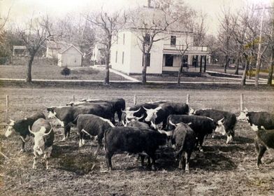 Bailey Stockyards