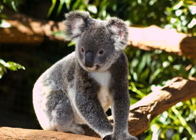 Koala 004
