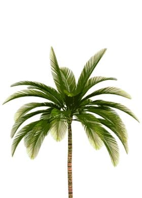 Palm 