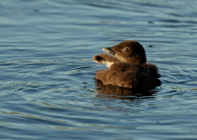 Baby Loon