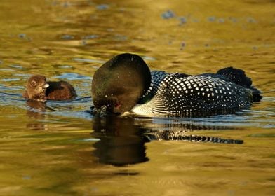 Mom Fishing For Baby Loon