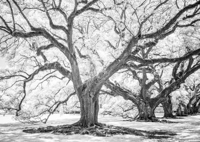 Oak Alley Day Dreaming