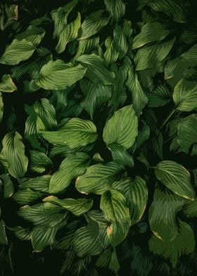 GREEN LEAVES