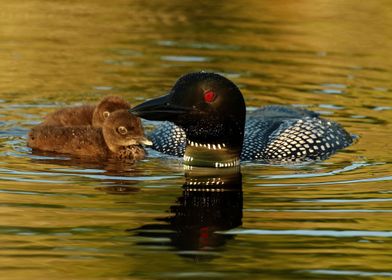 Proud Mom Two Chicks