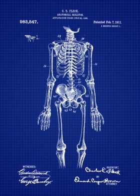 1911 Anatomical Skeleton 