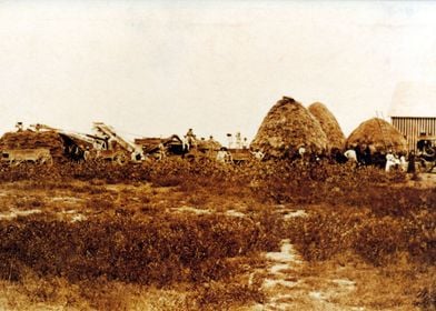 Threshing Wheat