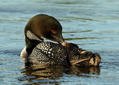 Preening Loon