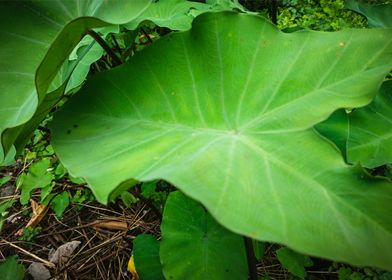 big and beautiful leaves