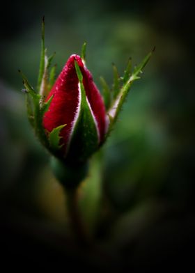Close Up Rose Bud