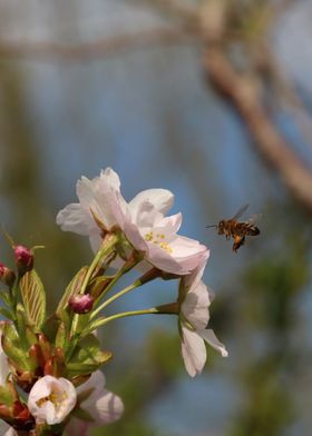 Honey bee with blossom