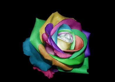 colorful flower rose