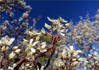 white flowers on a tree