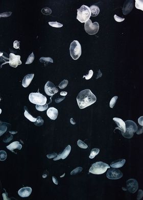 Moon Jellyfish Wall