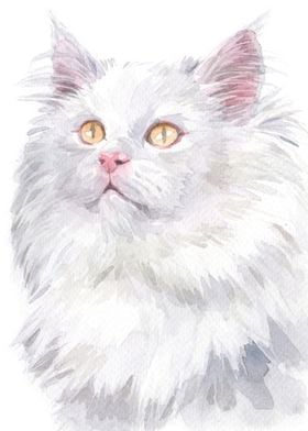 white cat