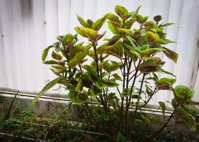  beautiful plants in pots