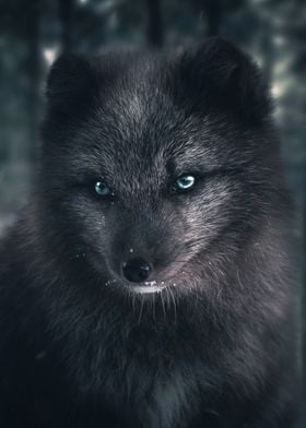 The Silver Fox