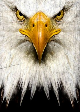 Eagle on the Wood