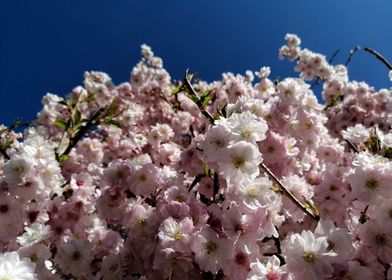 cherry blossoms in spring