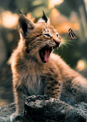 The Lynx Cub and Butterfly