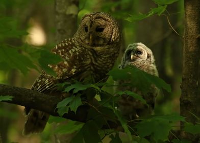 Mom and baby barred owl 1