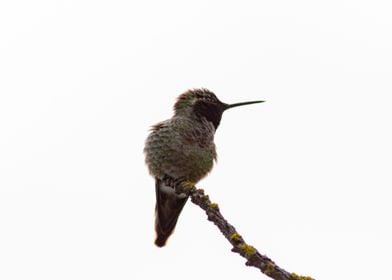 Hummingbird 01