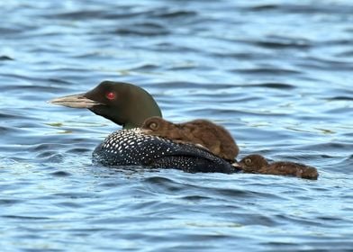 Baby loon on moms back 4