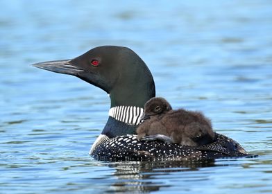 Baby loon on moms back 3