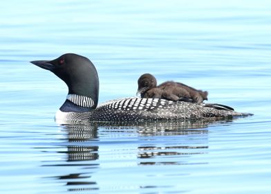 Baby loon on moms back 1