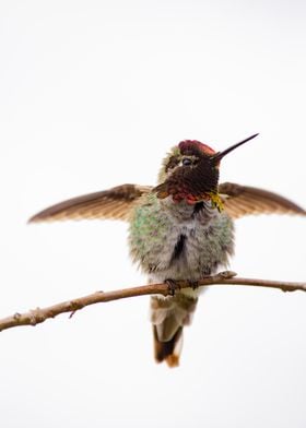 Hummingbird 07